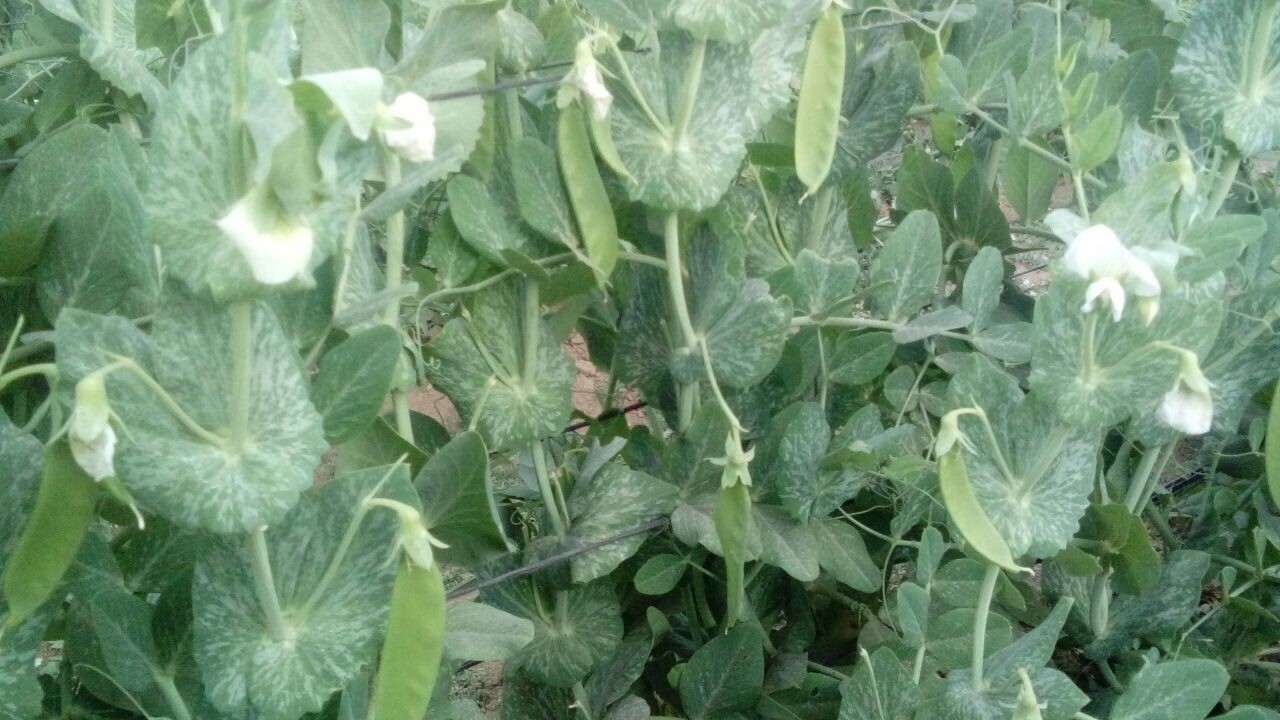 Chicharos  - Dentagro